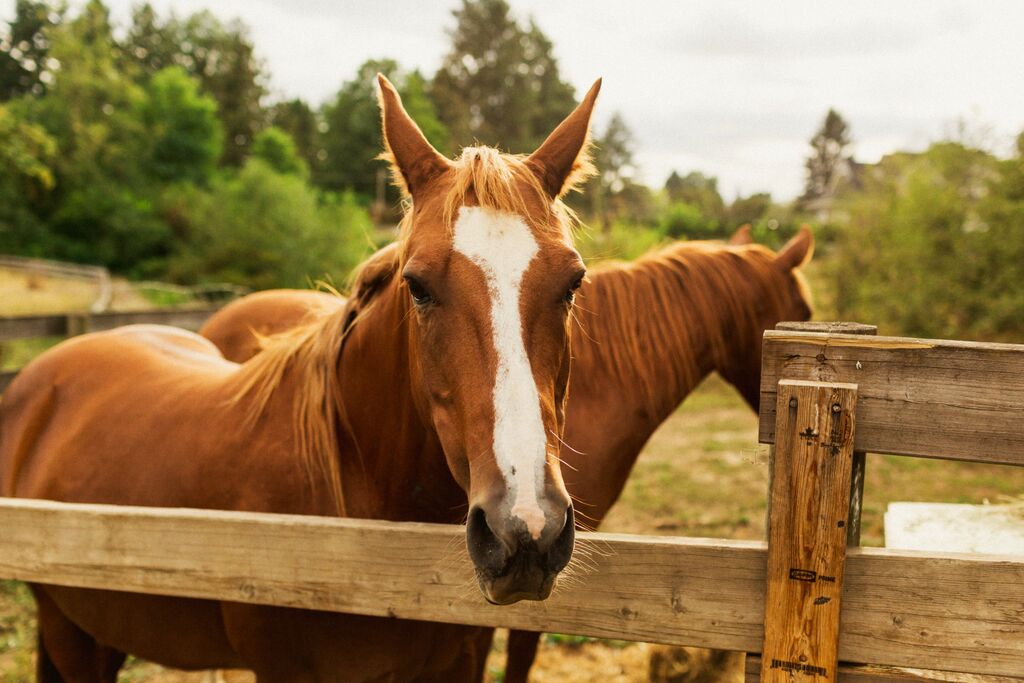 SCOTT & CHRISTINA MOUNT LEHMAN FARMS, ABBOTSFORD, BC AUGUST 15 2015